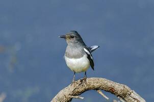 La urraca oriental copsychus saularis es un pequeño pájaro paseriforme que anteriormente se clasificaba como miembro de la familia de los zorzales turdidae, pero ahora se considera un papamoscas del viejo mundo. foto