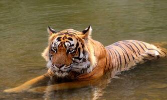 salvar hermosa gato - real Bengala Tigre foto