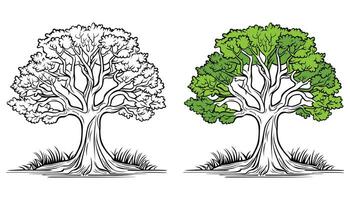 Vector trees outline on white background
