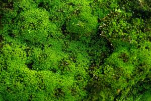 Beautiful Bright Green moss grown up cover the rough stones and on the floor in the forest. Show with macro view. Rocks full of the moss texture in nature for wallpaper. photo