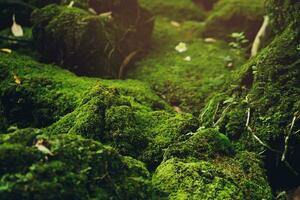 Beautiful Bright Green moss grown up cover the rough stones and on the floor in the forest. Show with macro view. Rocks full of the moss texture in nature for wallpaper. photo