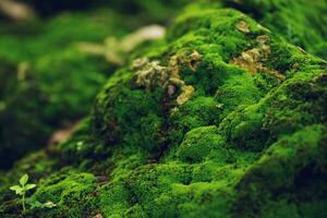 Beautiful Bright Green moss grown up cover the rough stones and on the floor in the forest. Show with macro view. Rocks full of the moss texture in nature for wallpaper. photo