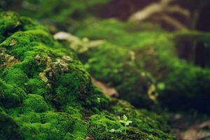 Beautiful Bright Green moss grown up cover the rough stones and on the floor in the forest. Show with macro view. Rocks full of the moss texture in nature for wallpaper. photo