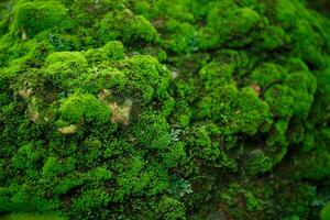 Beautiful Bright Green moss grown up cover the rough stones and on the floor in the forest. Show with macro view. Rocks full of the moss texture in nature for wallpaper. photo