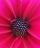 Cineraria Flower in Bloom photo