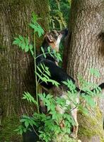 alemán pastor en un árbol foto