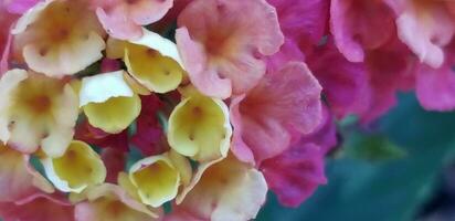rosado y amarillo lantana en floración foto