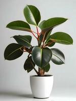 Rubber Plant in white pot isolated on white background. ai generative photo