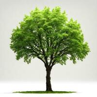 Green tree isolated on white background. ai generative photo