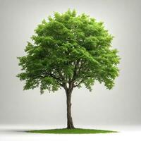 Green tree isolated on white background. ai generative photo