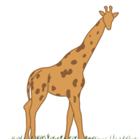 giraffe illustration on transparant background png