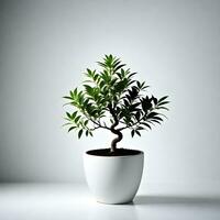 Olive plant in white pot isolated on white background. ai generative photo