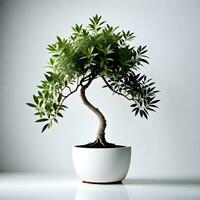 Olive plant in white pot isolated on white background. ai generative photo