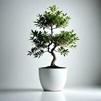 Olive plant in white pot isolated on white background. ai generative photo