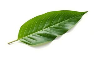 green leaf isolated on white background AI Generated photo