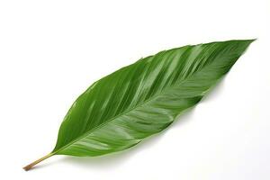 green leaf isolated on white background AI Generated photo