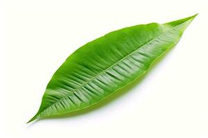 green leaf isolated on white background AI Generated photo