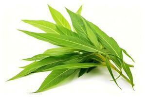 green leaf isolated on white background AI Generated photo