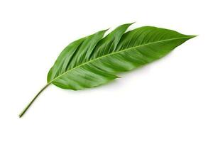 green leaf isolated on white background AI Generated photo