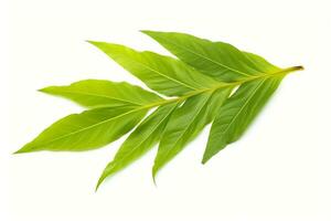 green leaf isolated on white background AI Generated photo