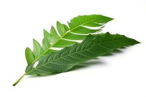 green leaf isolated on white background AI Generated photo