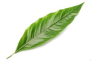 green leaf isolated on white background AI Generated photo