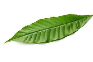 green leaf isolated on white background AI Generated photo