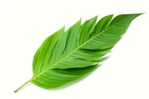 green leaf isolated on white background AI Generated photo