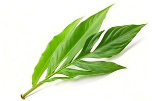 green leaf isolated on white background AI Generated photo