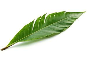green leaf isolated on white background AI Generated photo