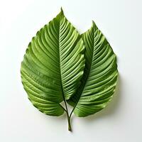 green leaf isolated on white background AI Generated photo