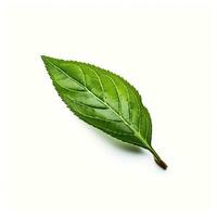 green leaf isolated on white background AI Generated photo