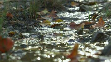 Small stream in which fallen colorful leaves lie. video