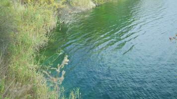 pintoresco banco de río o lago, azul claro agua y cañas creciente en costa. video