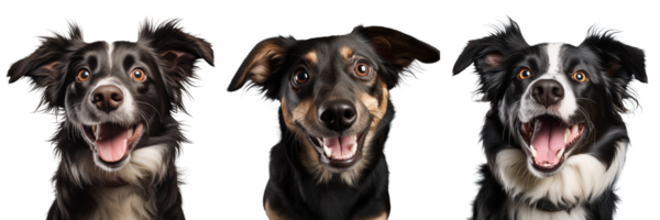 Cute playful and adroable dog transparent background AI Generative png