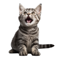 Cute playful and adroable cat transparent background AI Generative png