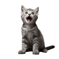 mignonne espiègle et adorable chat transparent Contexte ai génératif png