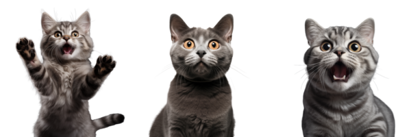 Cute playful and adroable cat transparent background AI Generative png