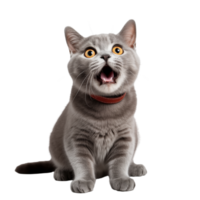 Cute playful and adroable cat transparent background AI Generative png