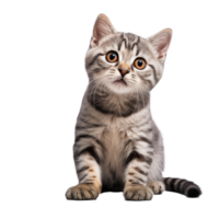 mignonne espiègle et adorable chat transparent Contexte ai génératif png