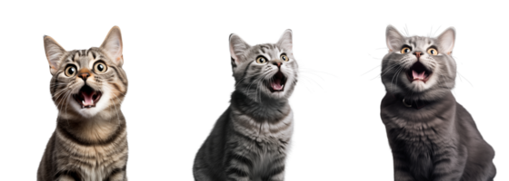 Cute playful and adroable cat transparent background AI Generative png