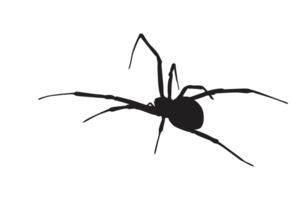 dier-insect-spin silhouet patroon achtergrond png