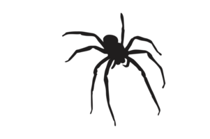 animale-insetto-ragno silhouette modello sfondo png