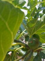 A fig fruit branch is stuffed with the unripe fruit photo