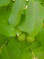 Top view of a walnut seed on a tree branch photo