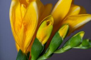 Close up of playful yellow freesias. A gray surface is blurred in the background photo