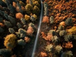 From above drone view of path in the middle of picturesque autumn forest with colorful trees photo
