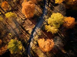From above drone view of path in the middle of picturesque autumn forest with colorful trees photo