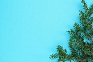 Green spruce branch on blue background with copy space. Christmas tree decoration. Winter holiday card. New year concept. Fir, pine twig close-up photo