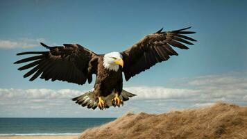 A beautiful summer day with blue sky and a lone Steller's sea eagle over the beach AI Generative photo